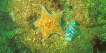 Orient Ray II Review - Diving with Starfish